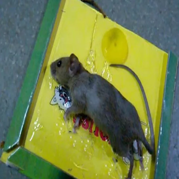 Reusable Heavy Duty Mouse & Rat Glue Trap with Strong Adhesive