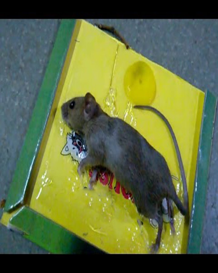 Reusable Heavy Duty Mouse & Rat Glue Trap with Strong Adhesive